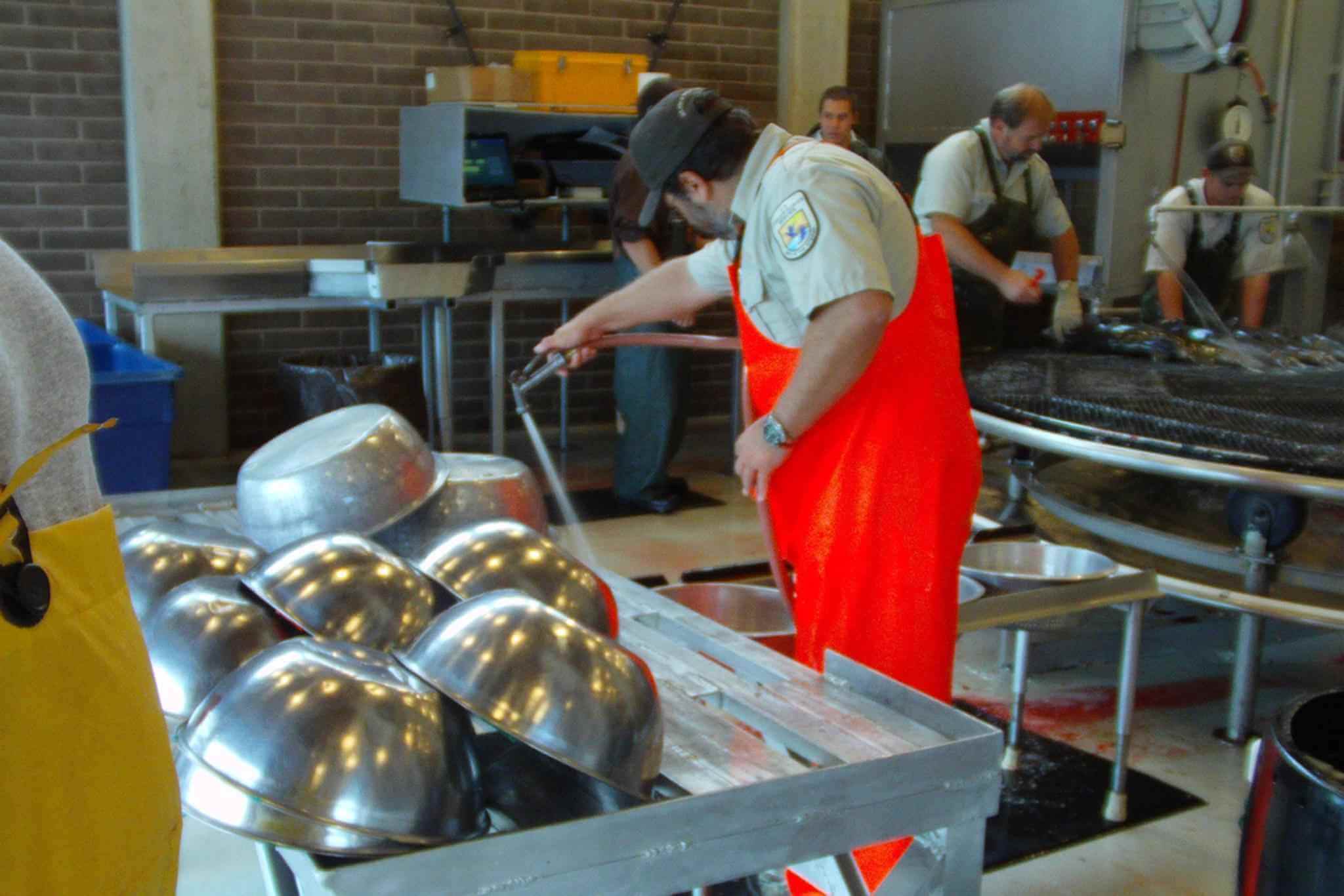 cleaning in food processing