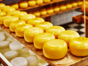 cheese wheels on rack